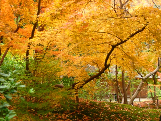 後楽園の紅葉1050553.jpg