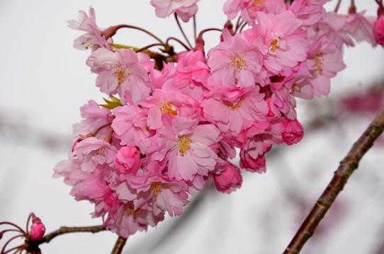 新庄の垂れ桜3795.jpg