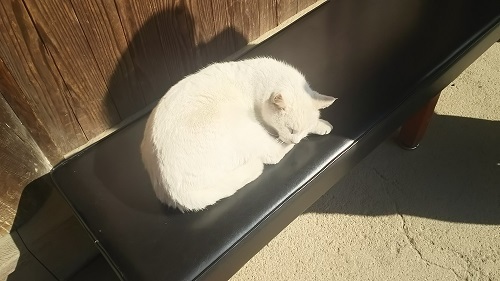日だまりの猫0417.jpg