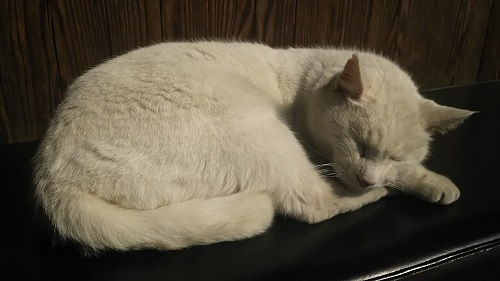 日だまりの猫0418.jpg
