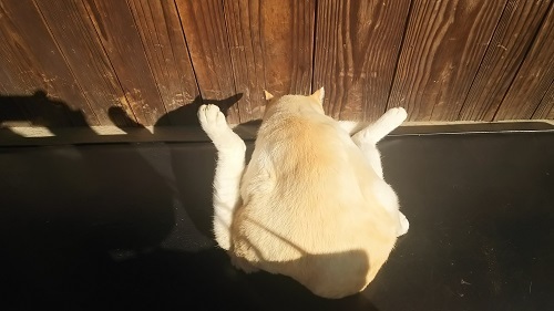 日だまりの猫0419.jpg