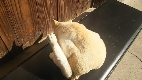 日だまりの猫0420.jpg