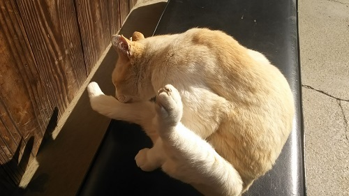 日だまりの猫0421.jpg
