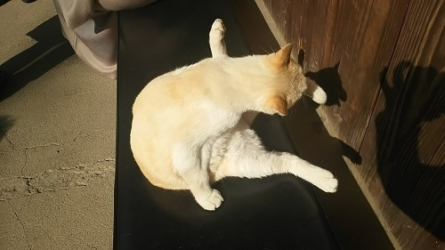 日だまりの猫0422.jpg