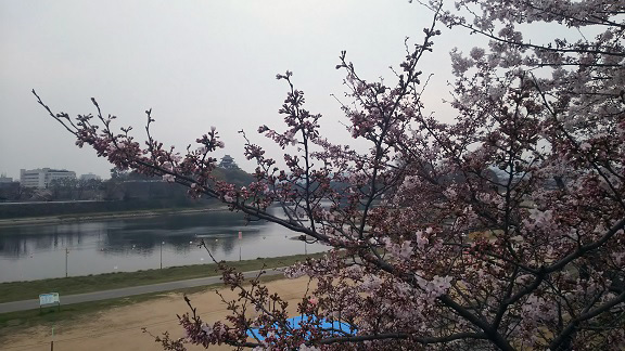 旭川の桜0224.jpg