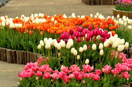 春爛漫の花回廊3829.jpg