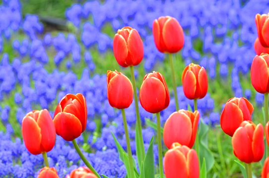 春爛漫の花回廊3918.jpg