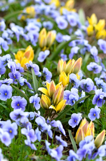 春爛漫の花回廊3993.jpg