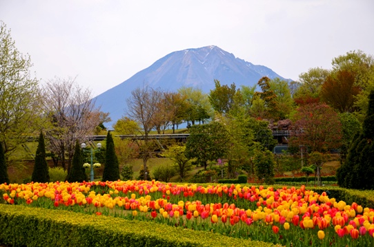 春爛漫の花回廊4007.jpg