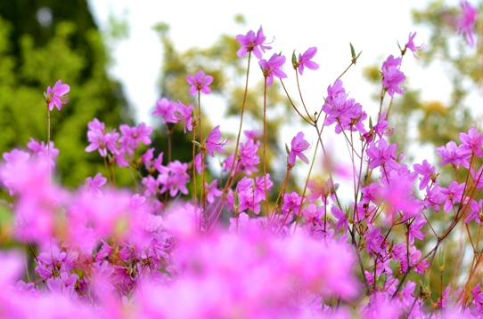 春爛漫の花回廊4060.jpg