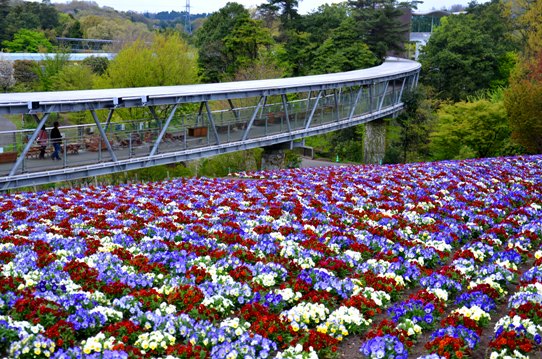 春爛漫の花回廊4123.jpg