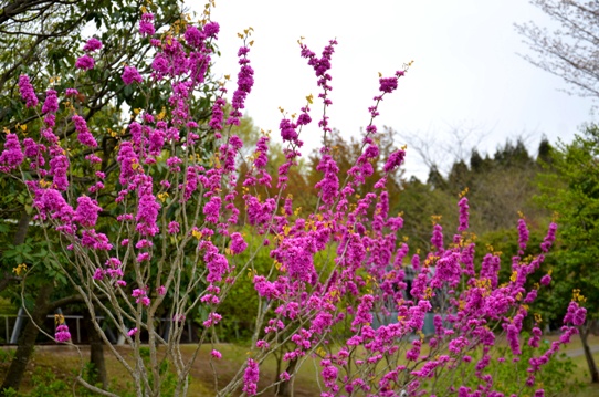 春爛漫の花回廊4133.jpg