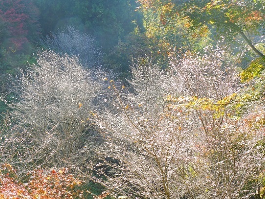 普門寺1360005.jpg