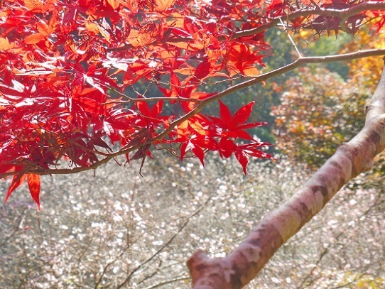 普門寺1360036.jpg