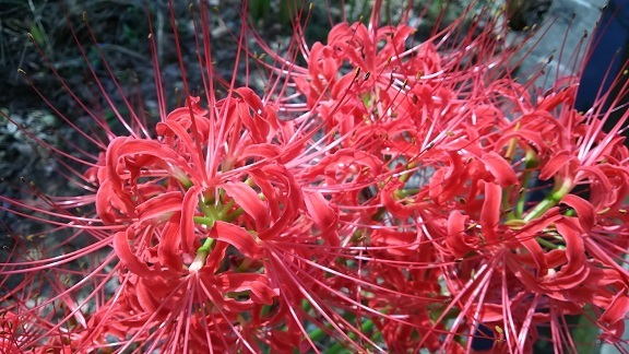 曼珠沙華0290.jpg