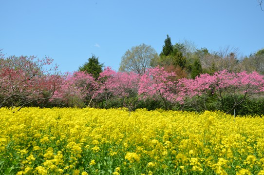 桃と菜の花のコラボ0951.jpg