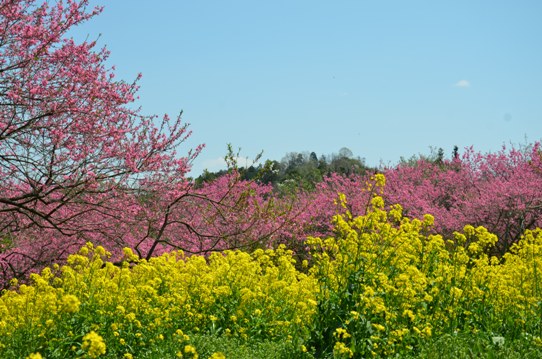 桃と菜の花のコラボ0970.jpg