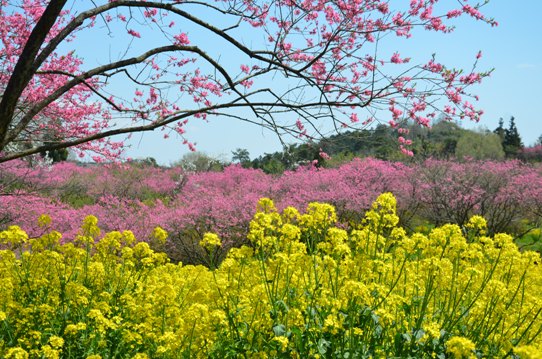 桃と菜の花のコラボ0986.jpg