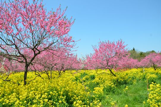 桃と菜の花のコラボ1012.jpg