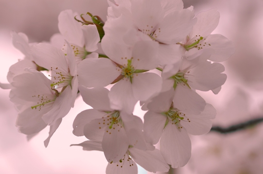 桜6368.jpg