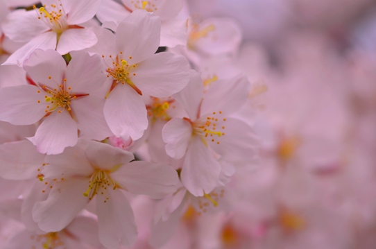 桜6369.jpg