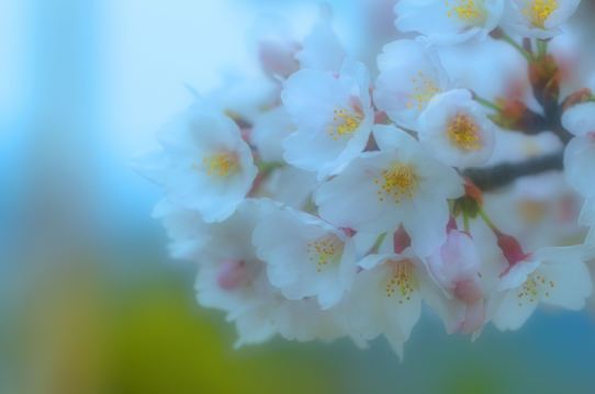 桜6488.jpg