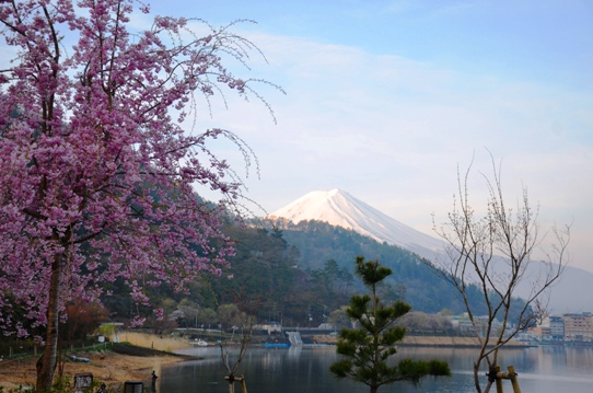 桜と富士1269.jpg