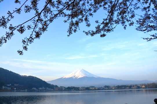 桜と富士1282.jpg