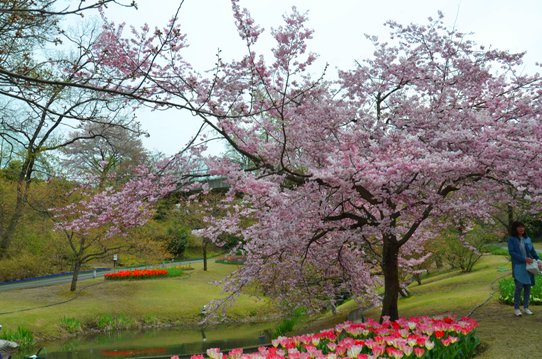 桜風景・花回廊0376.jpg