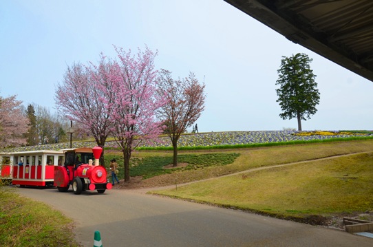 桜風景・花回廊0432.jpg