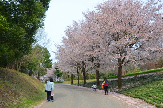 桜風景・花回廊0435.jpg