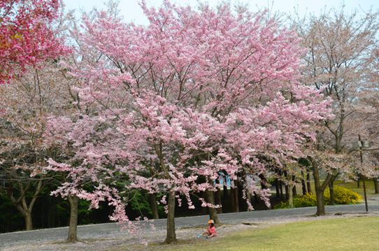 桜風景・花回廊0554.jpg
