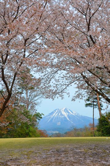 桜風景・花回廊0607.jpg