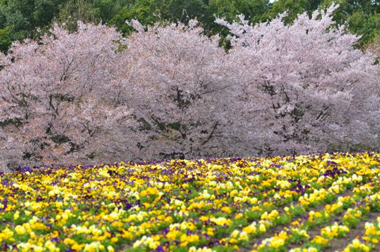 桜風景・花回廊0645.jpg