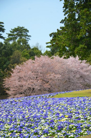 桜風景・花回廊0651.jpg