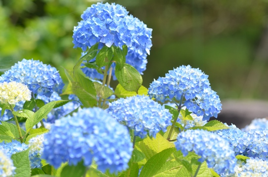 水色の紫陽花5350.jpg