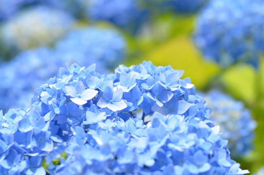 水色の紫陽花5353.jpg