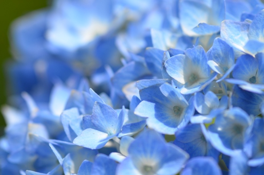 水色の紫陽花5358.jpg