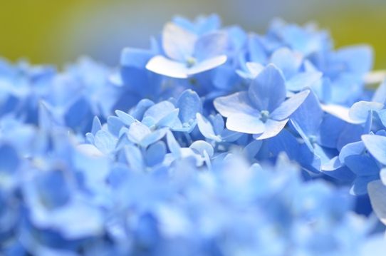 水色の紫陽花5361.jpg