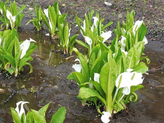 水芭蕉1220127.jpg