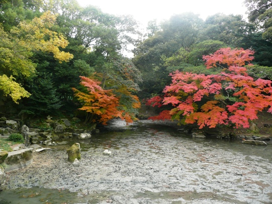 水辺の紅葉1050371.jpg