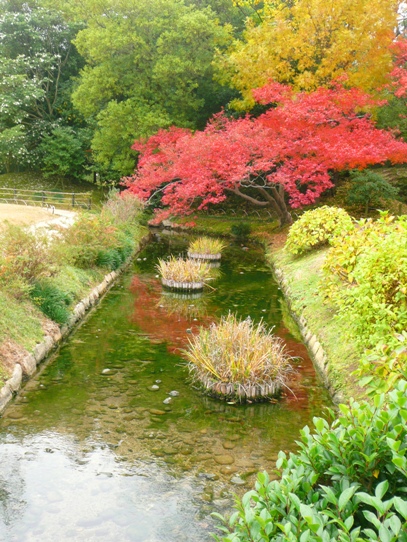 水辺の紅葉1050406.jpg