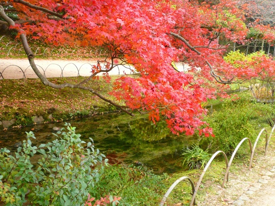 水辺の紅葉1050415.jpg
