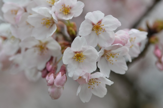 深山公園の櫻3・6383.jpg