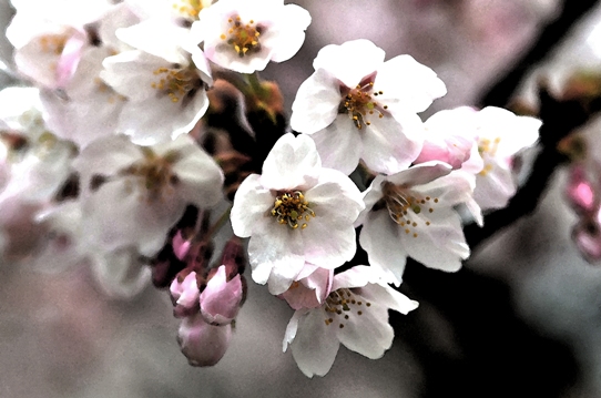 深山公園の櫻3・6383~3.jpg