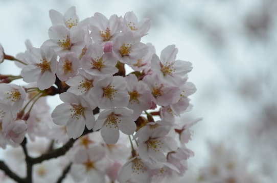 深山公園の櫻4・6386.jpg