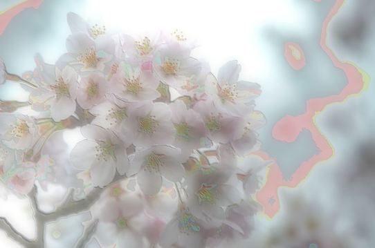 深山公園の櫻4・6386~5.jpg