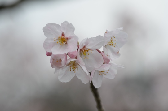 深山公園の櫻5・6389.jpg