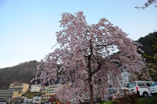 湖畔の桜1260.jpg