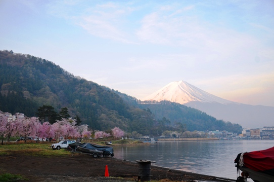 湖畔の桜1263.jpg